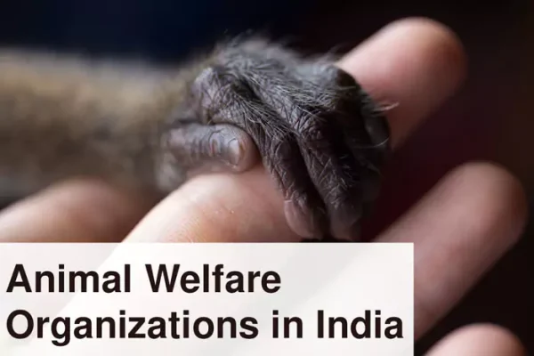animal-welfare-organizations-in-india-656f0d031524c