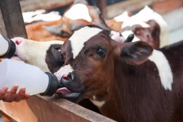 calf-cow-farm-1024x683-min-656f0d01310c9