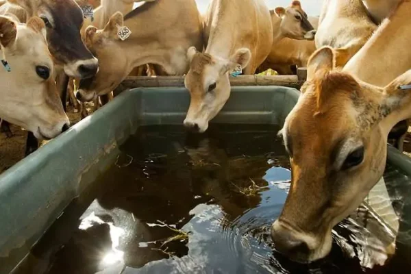 sustainability-animal-welfare-wide-656f0d0324ebc